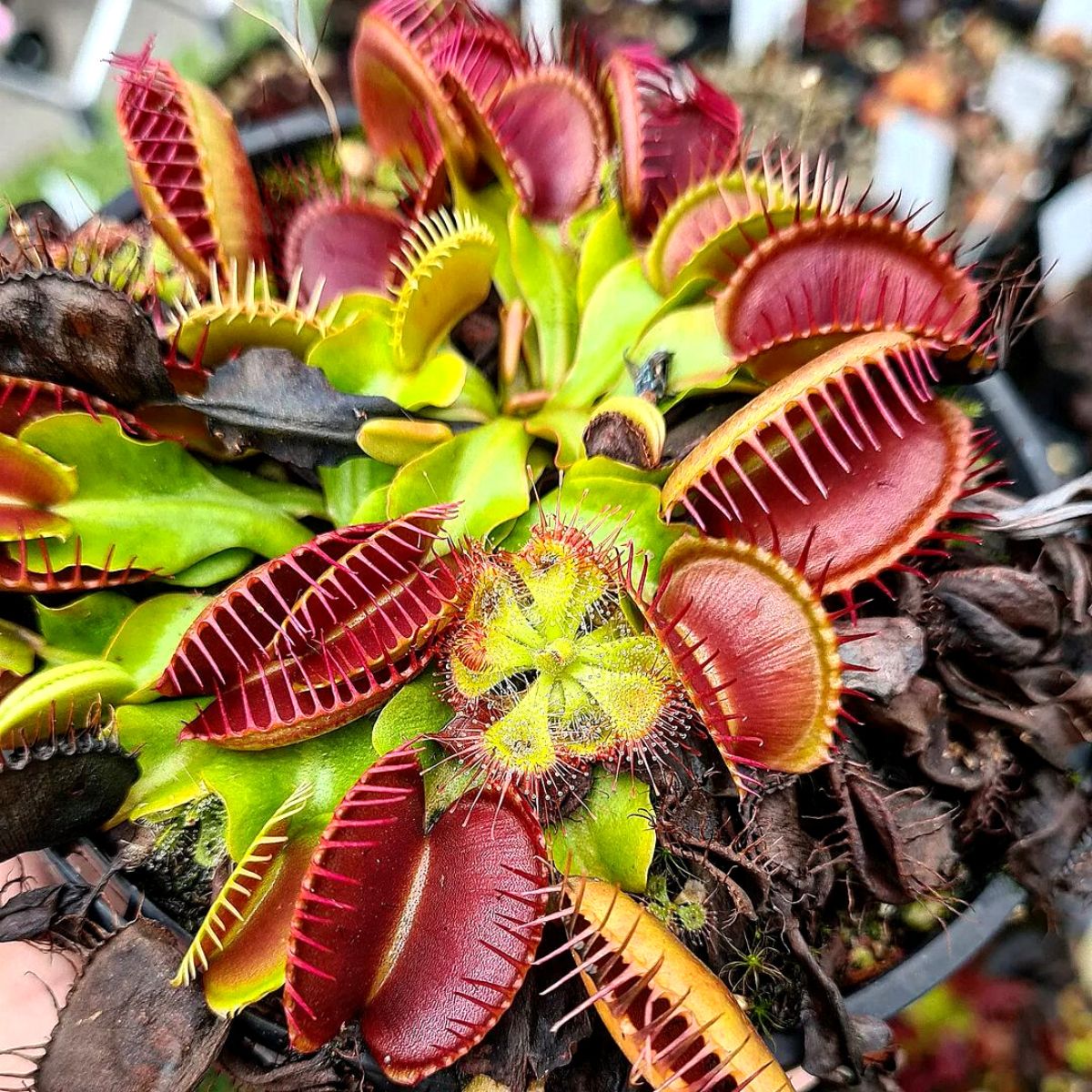 Strangest plants venus flytrap on Thursd