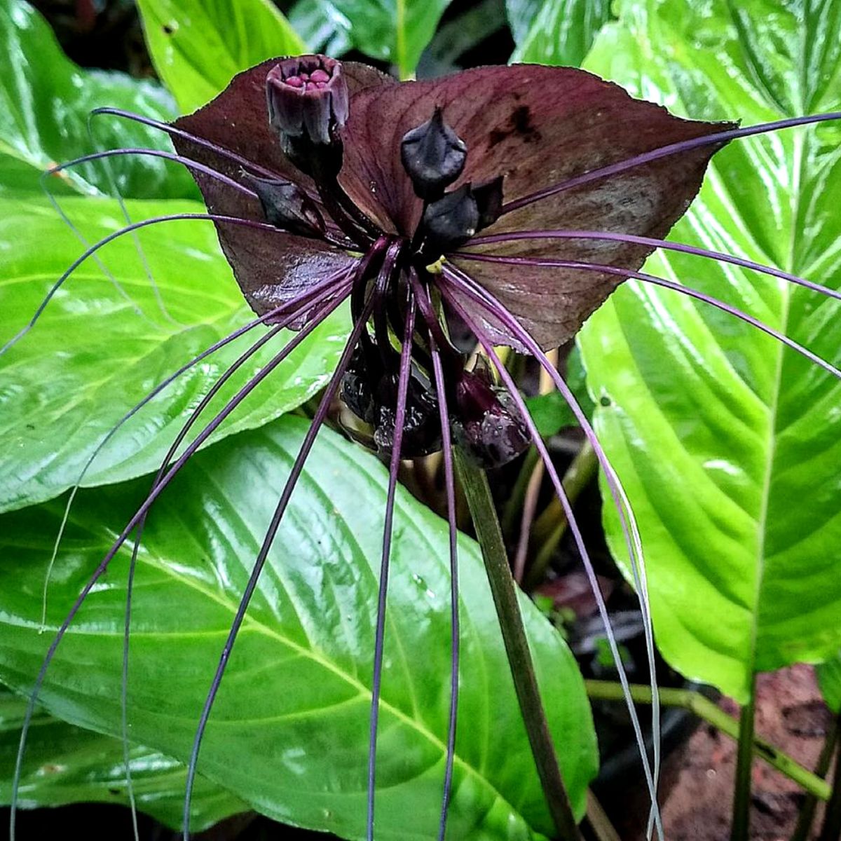 Strangest plants black bat