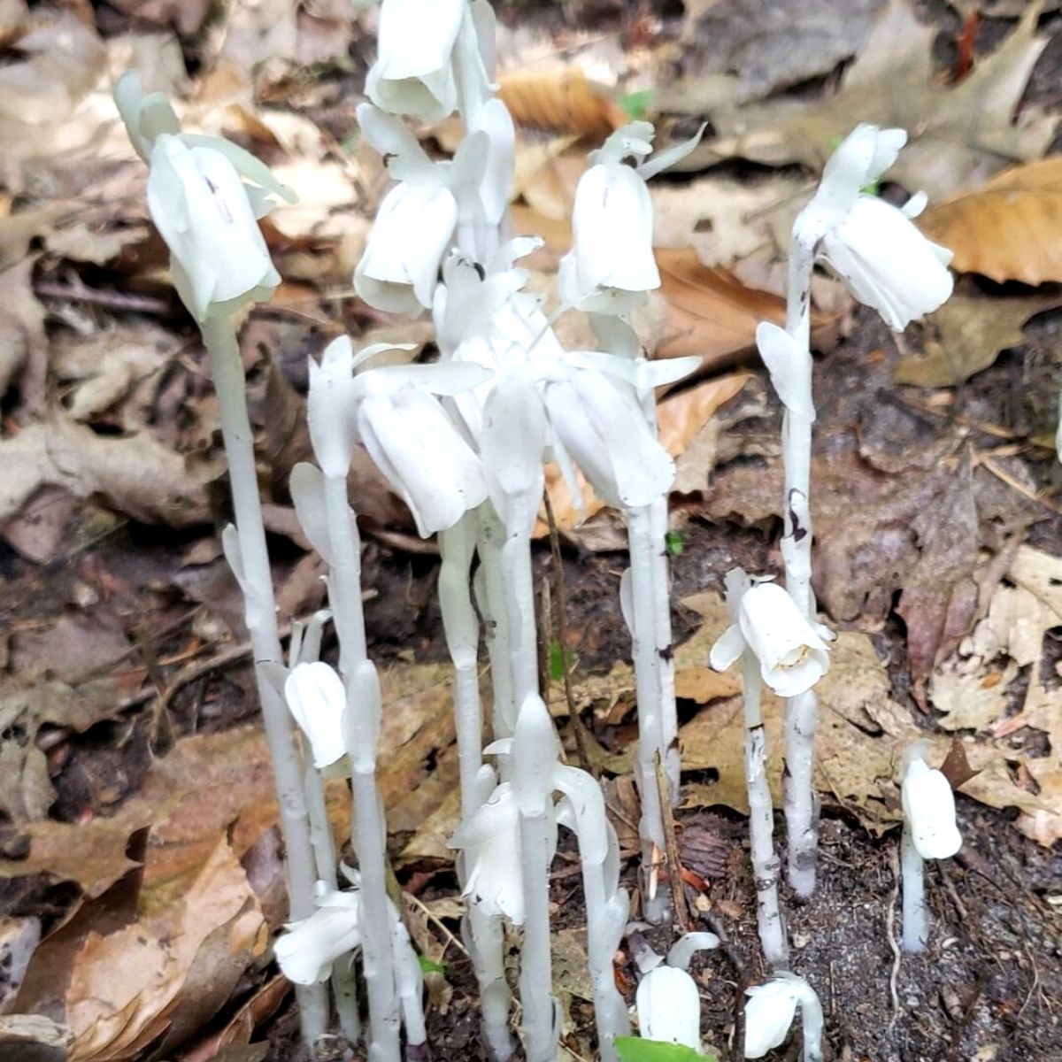 Strangest plants ghost plant on Thursd