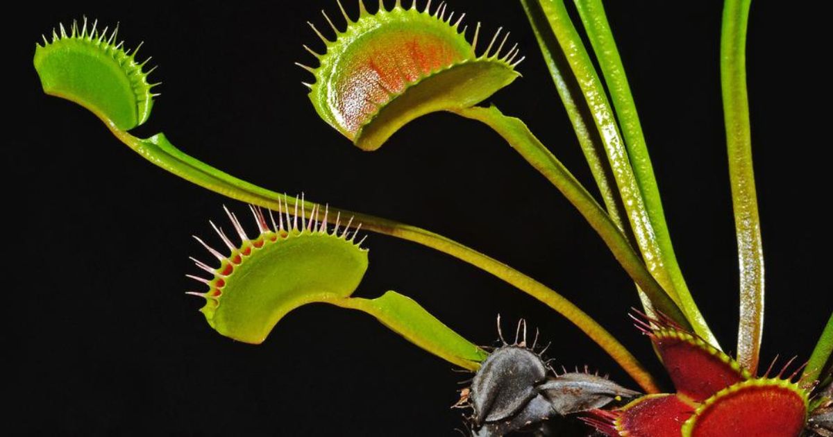 strangest plants Venus Flytrap