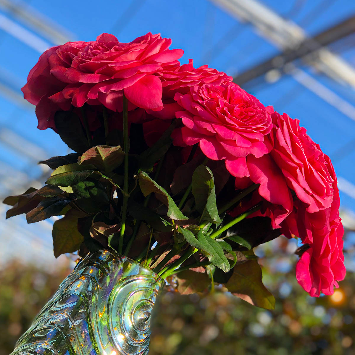 Cold Greenhouse Roses by Van der Hulst feature on Thursd