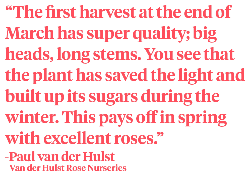 Paul van der Hulst cold greenhouse roses quote on Thursd