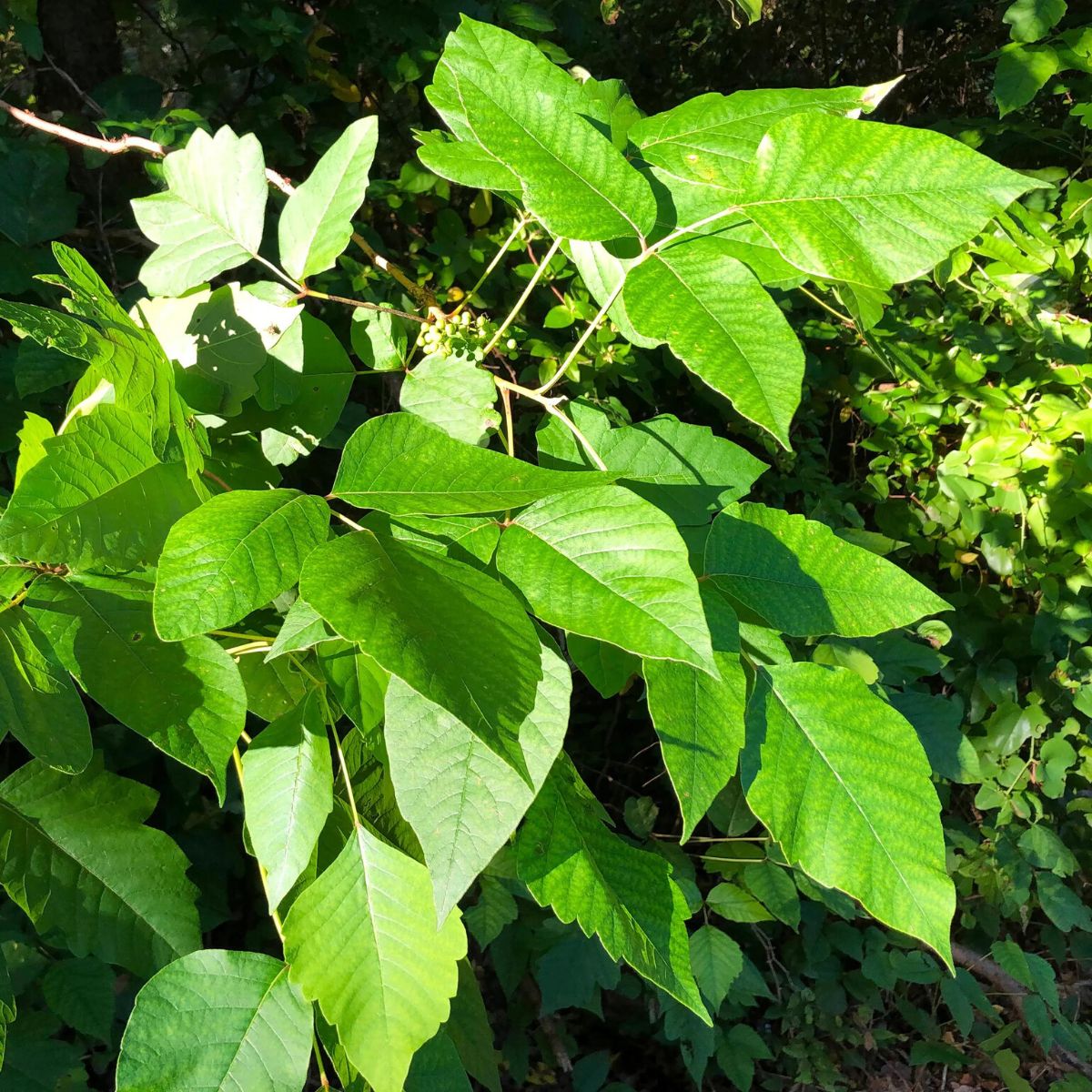 Toxicodendron Radicans