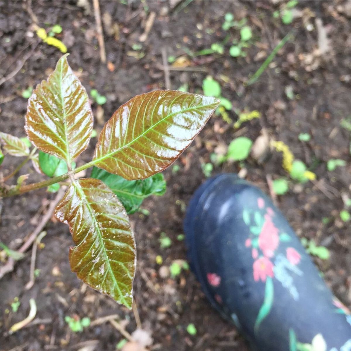 Poison Ivy in the forest on Thursd