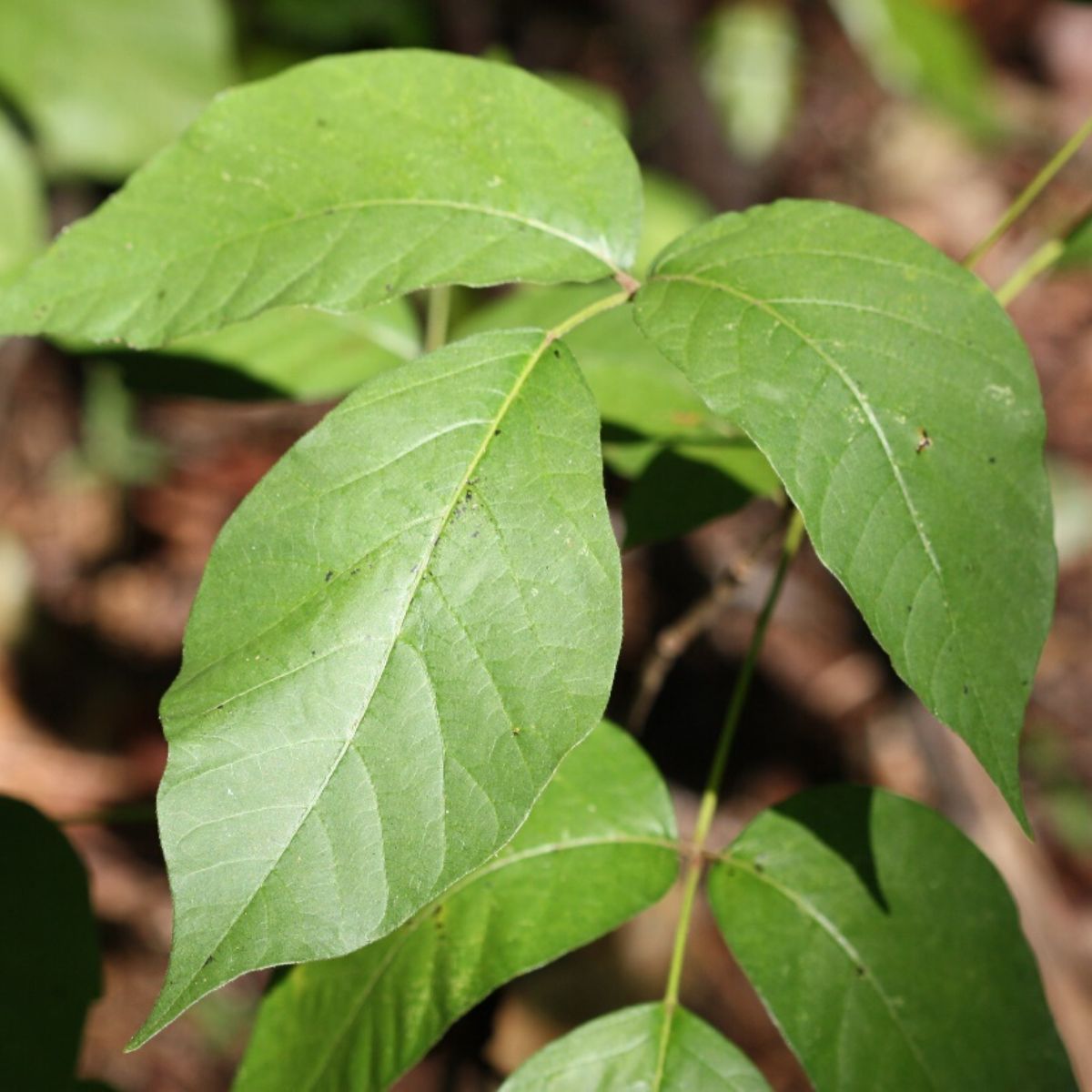 Poison Ivy leaf on Thursd