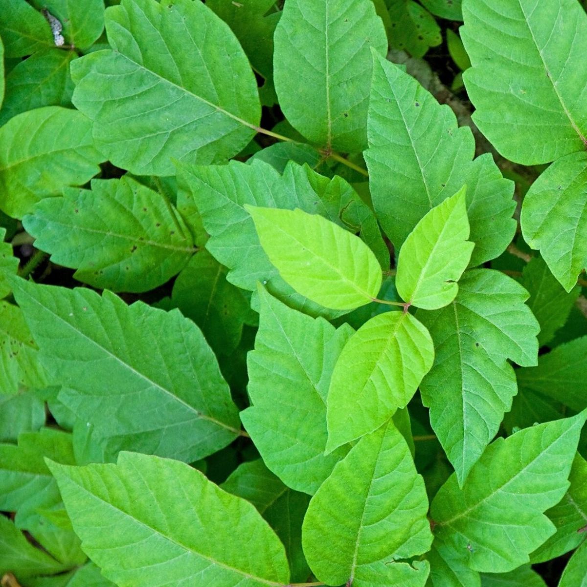 Everything You Need to Know About Poison Ivy - Article onThursd