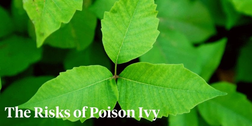 Everything You Need to Know About Poison Ivy - Article onThursd