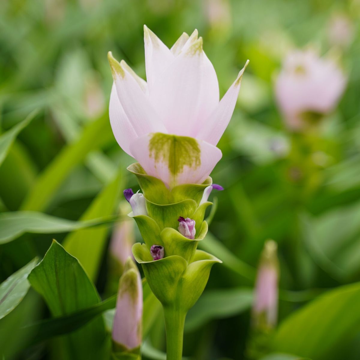 Villa Curcuma pink Splendid on Thursd