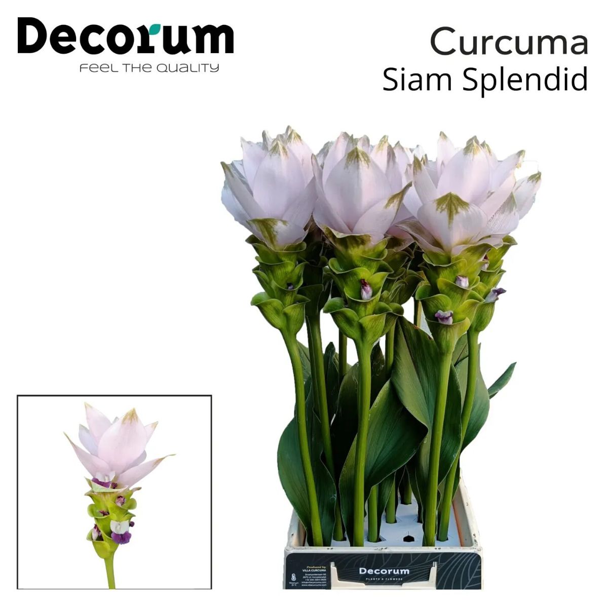 Villa Curcuma pink Splendid by Decorum on Thursd