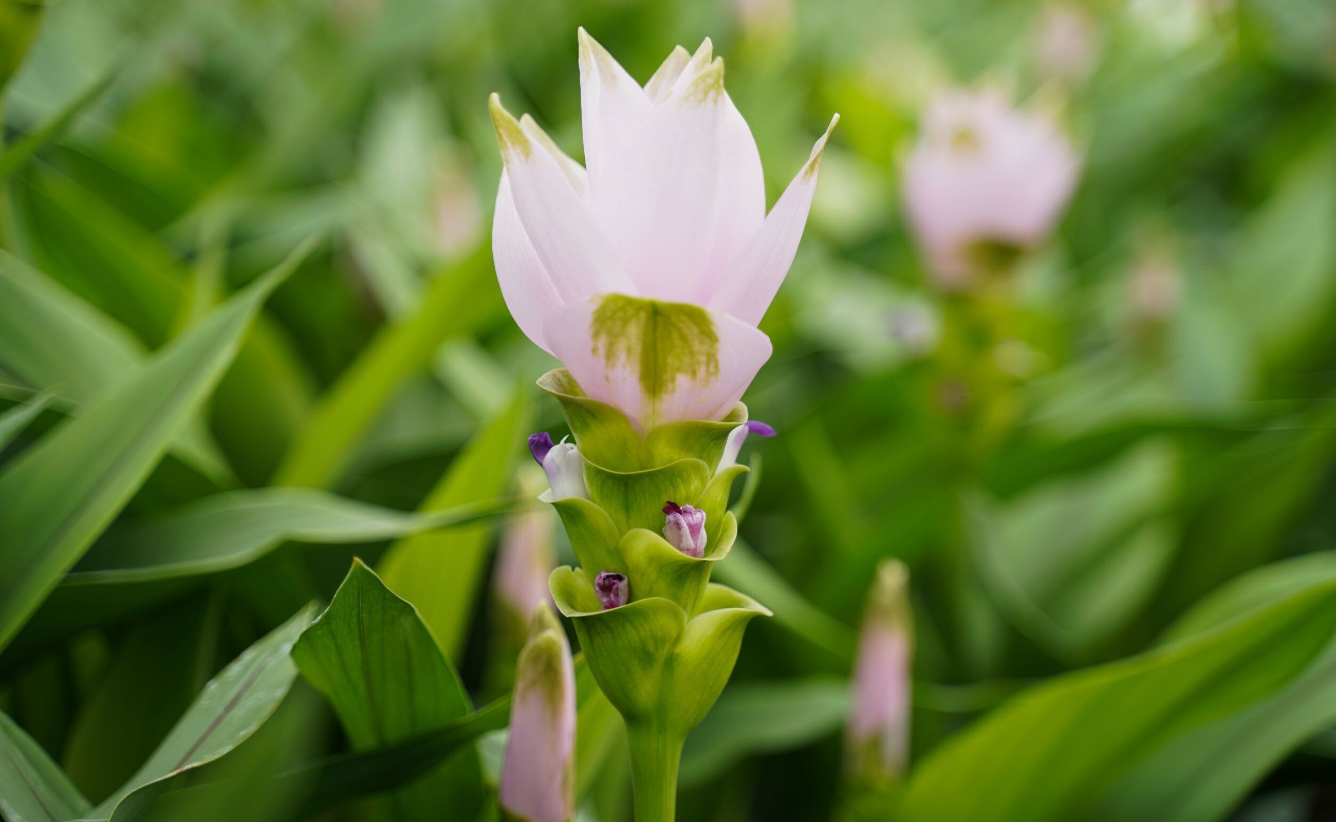 the-new-curcuma-siam-splendid-by-decorum-is-here-and-it-is-perfectly-stunning-featured