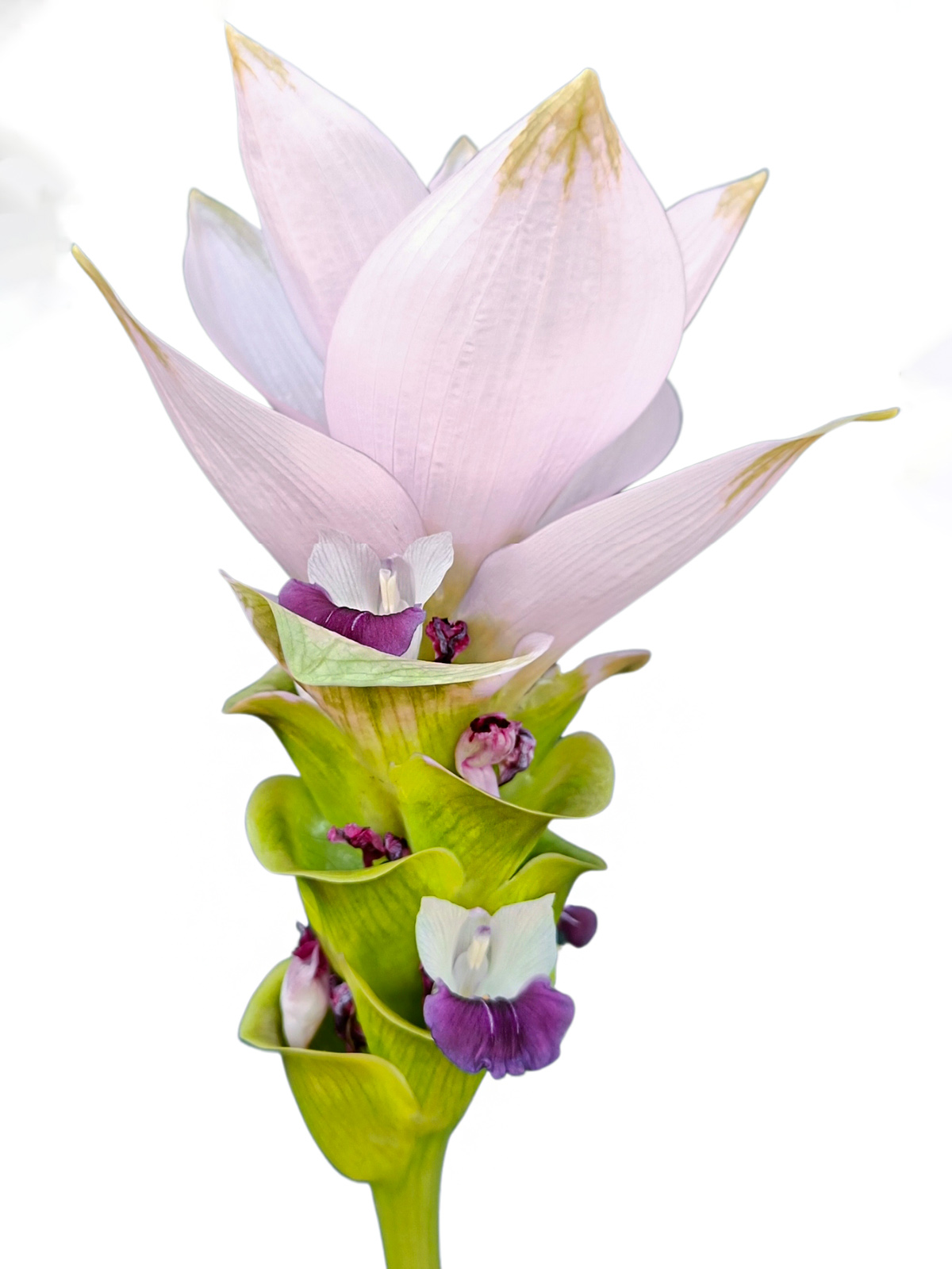 Curcuma Siam Splendid by Decorum on Thursd