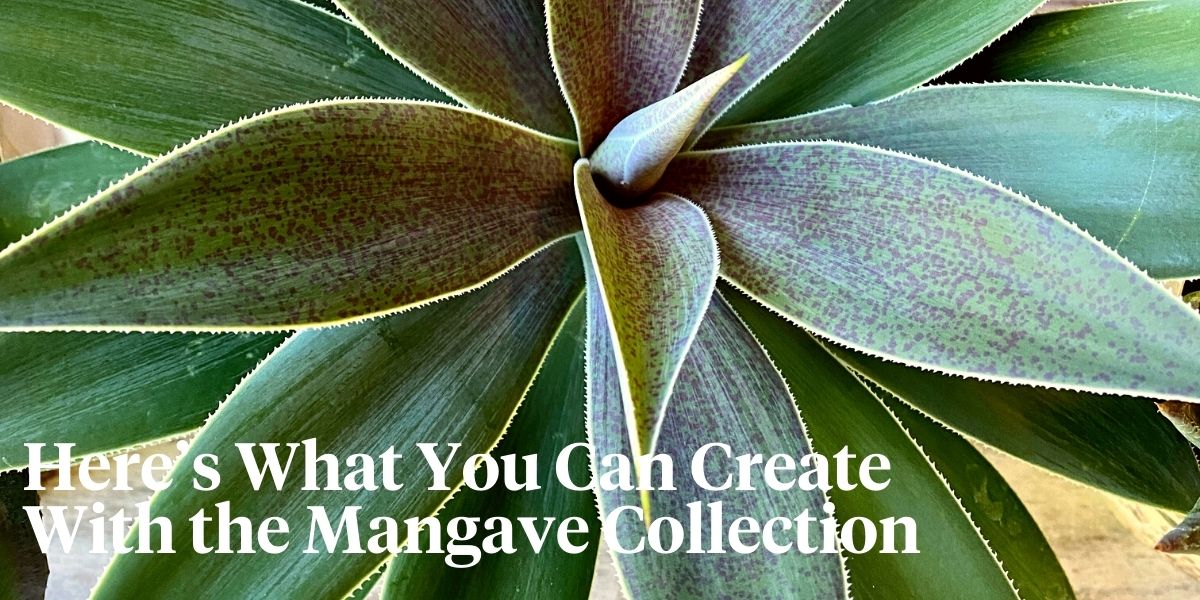 Mangave Collection designs by Klaus Wagener header on Thursd