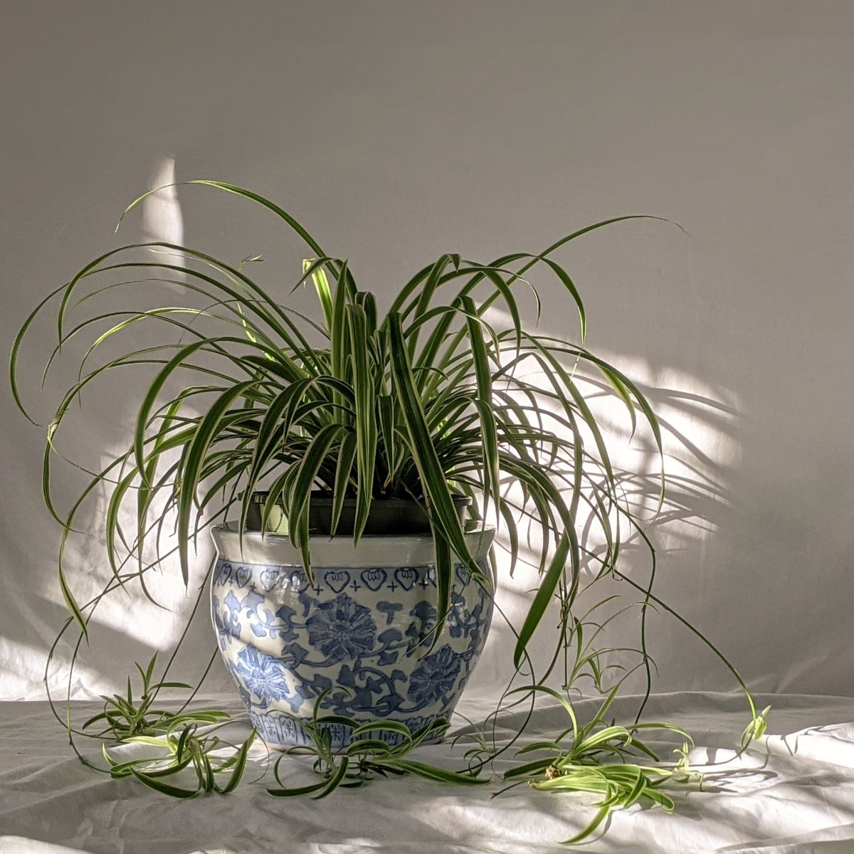 Spider plant pet safe plant on Thursd