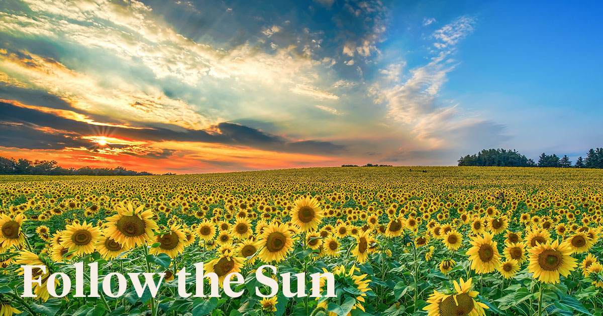 The Secrets of Long-Lasting Sunflowers header on Thursd