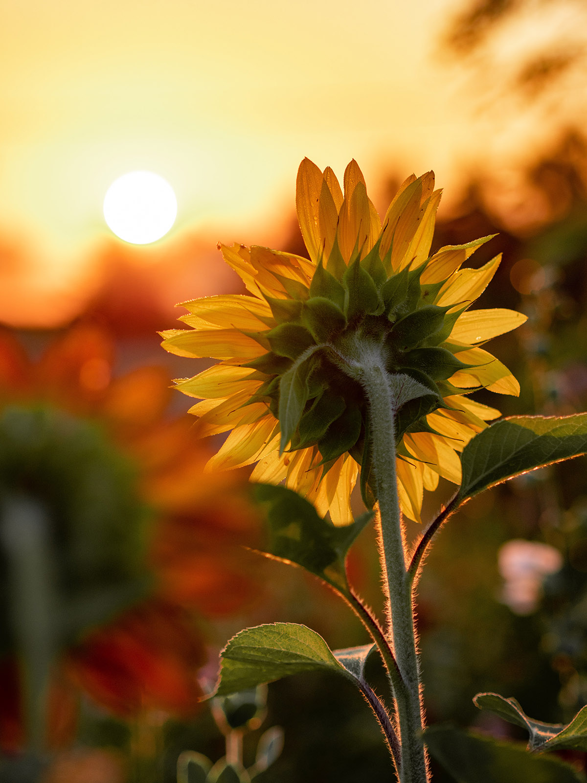 Sunflower follows the sun on Thursd