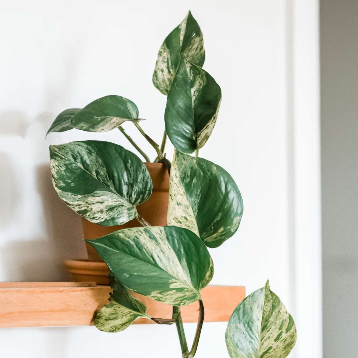 5 houseplants for beginners to start your plant journey on Thursd