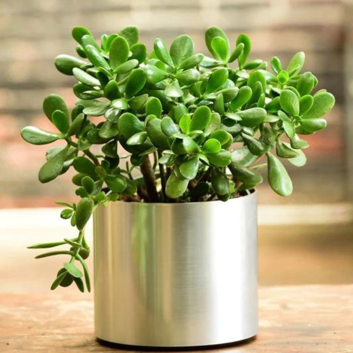 Jade plant houseplants for beginners on Thursd