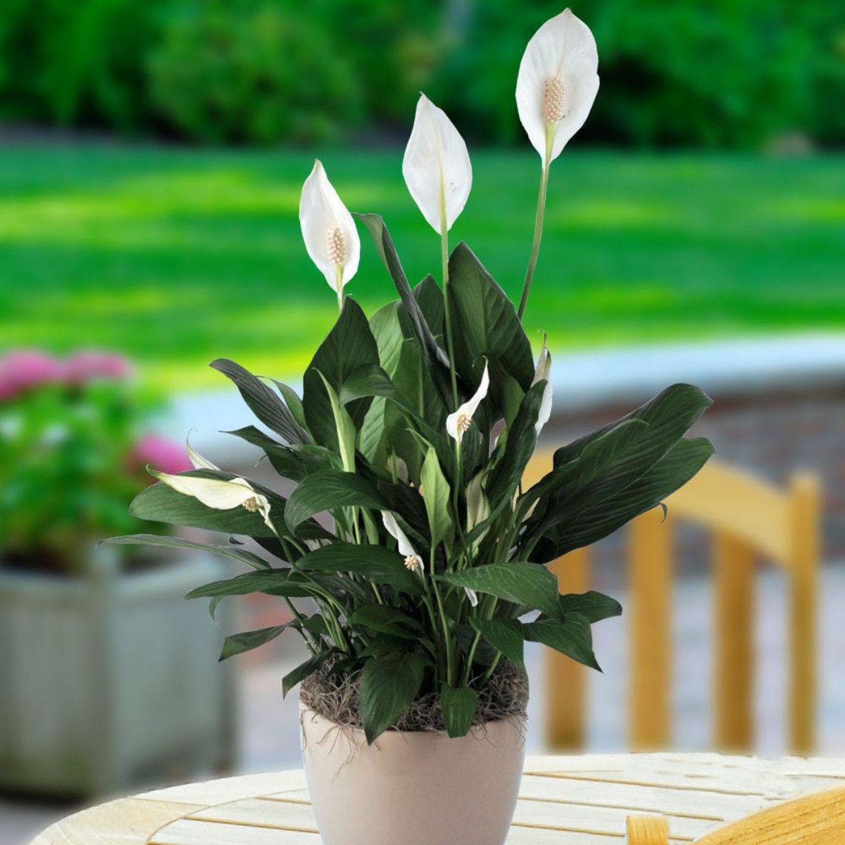Peace lily houseplants for beginners on Thursd