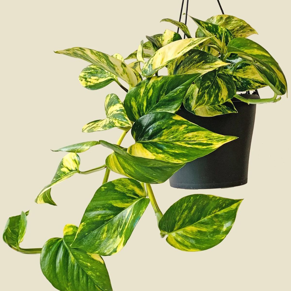 Golden pothos houseplants for beginners on Thursd