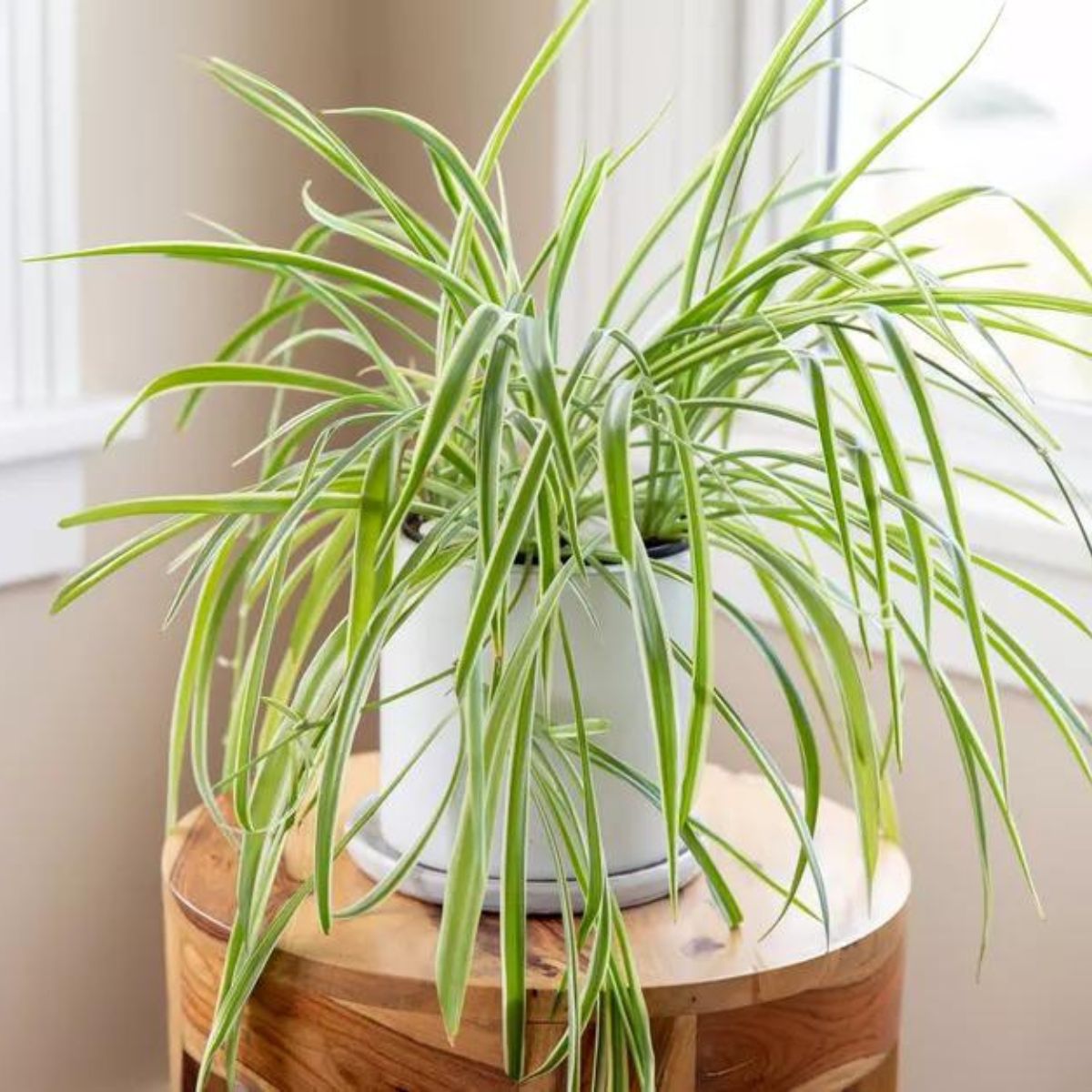Spider plant featured on Thursd