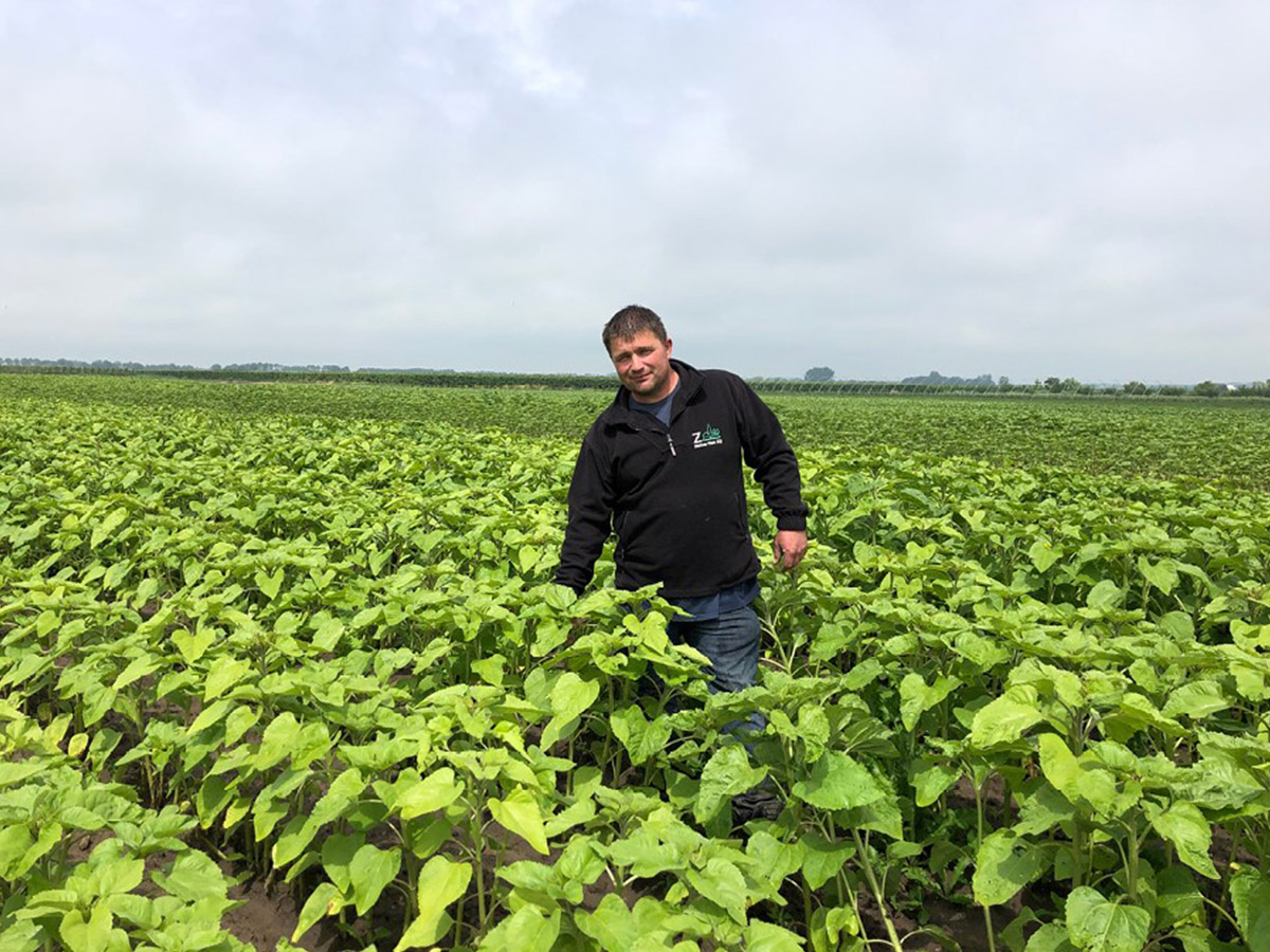 Jan van Boksel Sunflower grower on Thursd