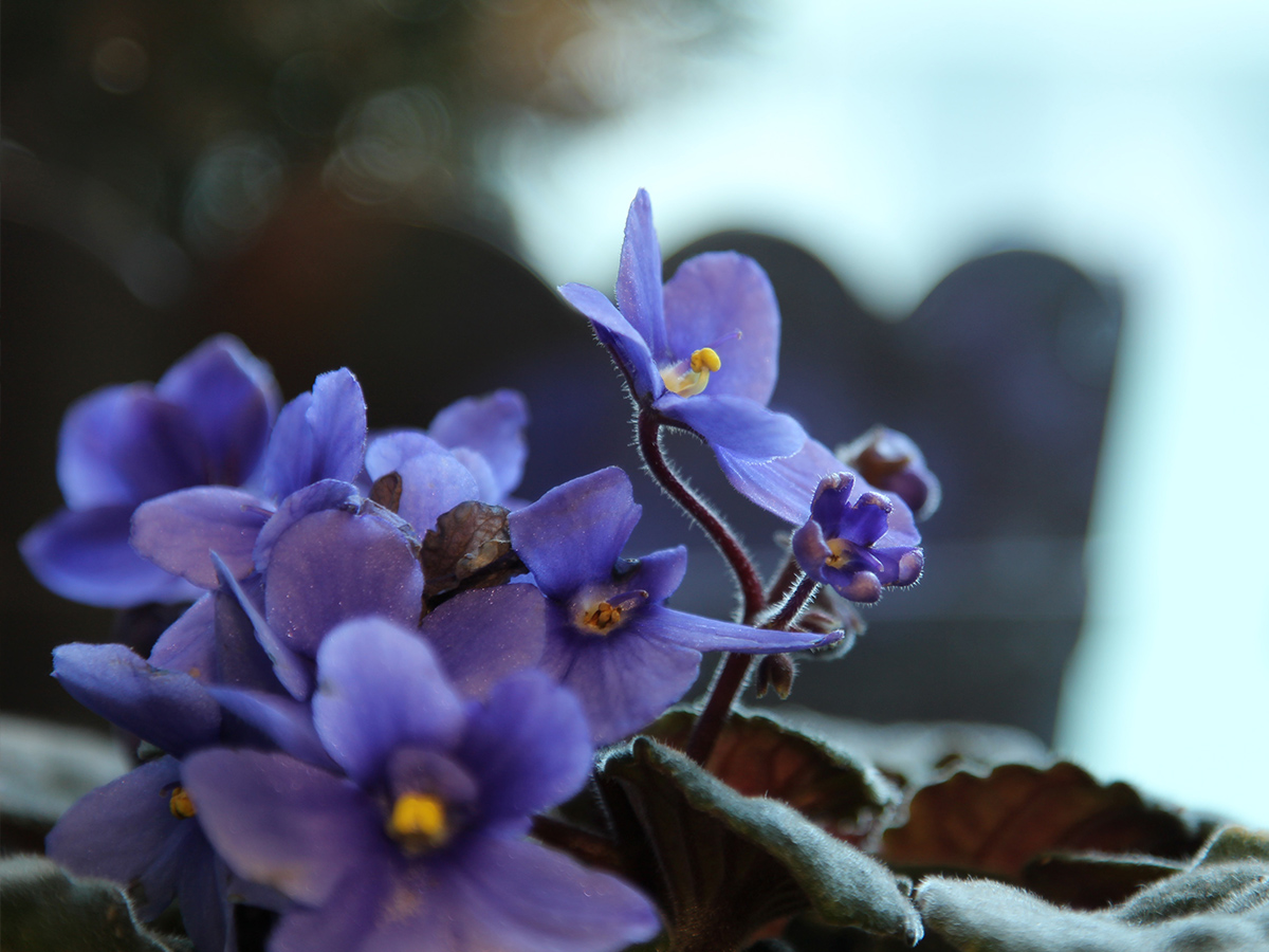 African Violet by Corina Bianca on Thursd