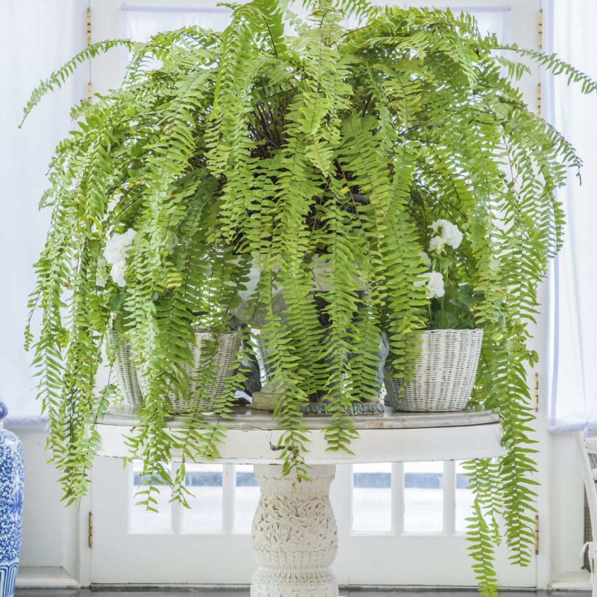 Boston Fern oversized plant for interior decoration on Thursd