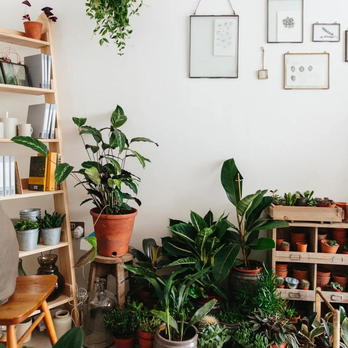 10 tips to nail your interior decoration with plants on Thursd