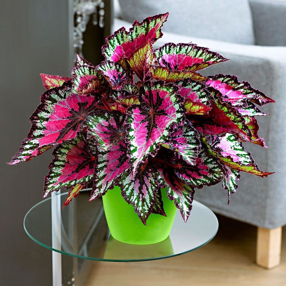 Colorful plants make a great choice for interior decorations on Thursd