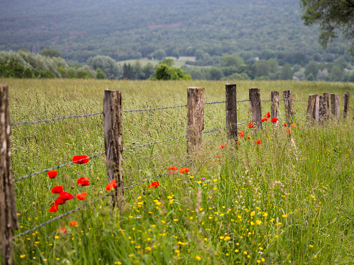 Grass meadow with poppies on Thursd