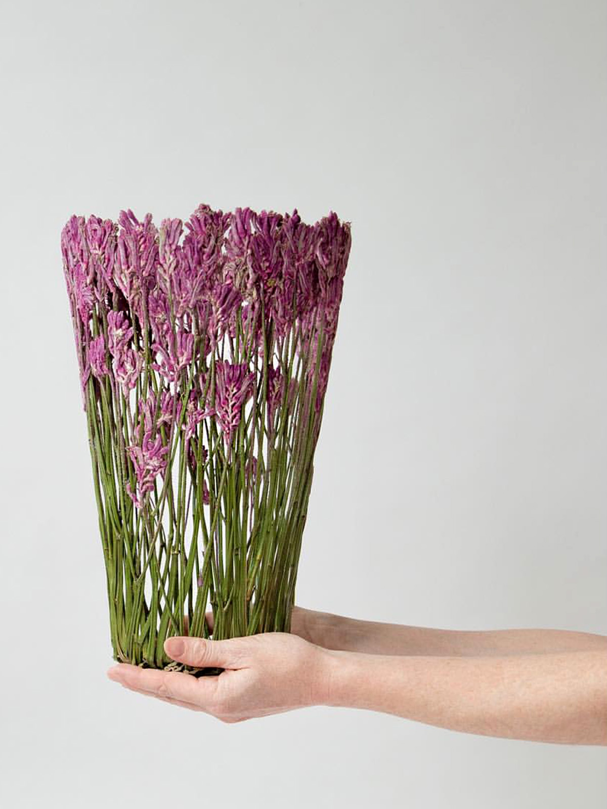 Shannon Clegg dried purple anigozanthos vessel on Thursd