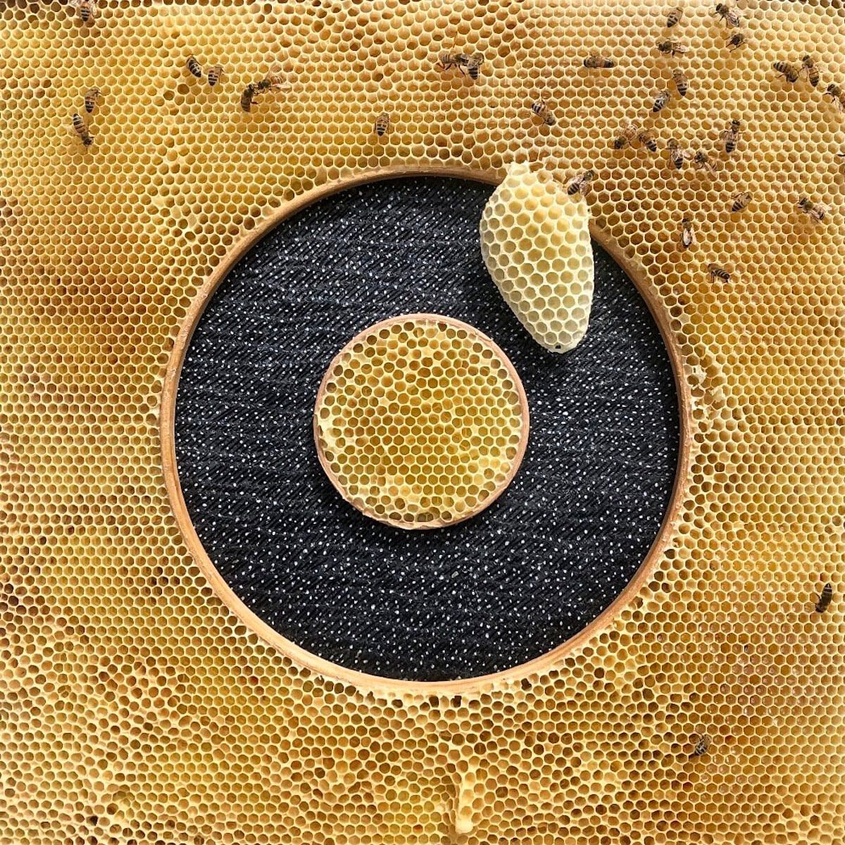 Ava Roth golden honeycomb bee process on Thursd