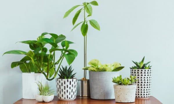 Indoor Plants Article On Thursd