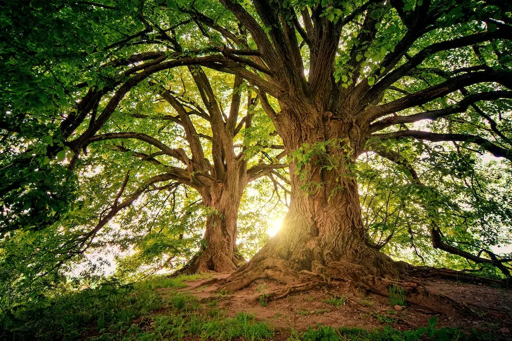 Verdant Sanctuary  Weird trees, Nature tree, Unique trees