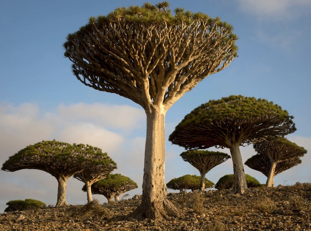 Dragon Blood Tree 