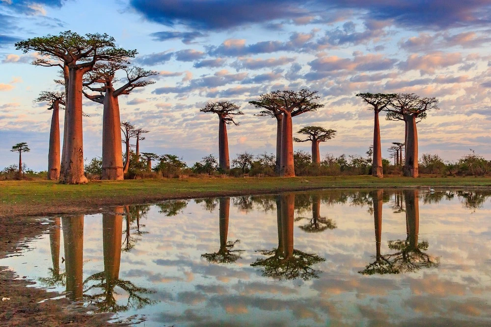 Baobab Tree on the savanna