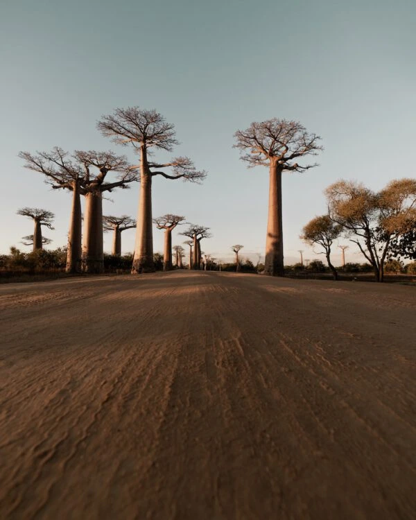 Baobab Tree in South Africa
