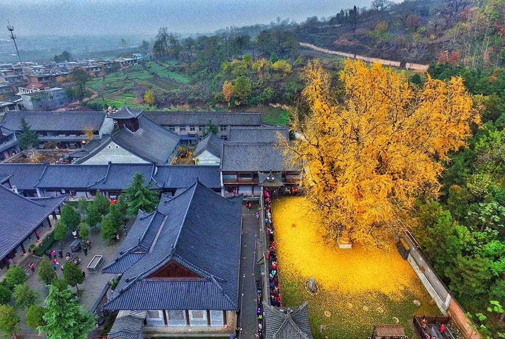 Ginko tree near budhist temple