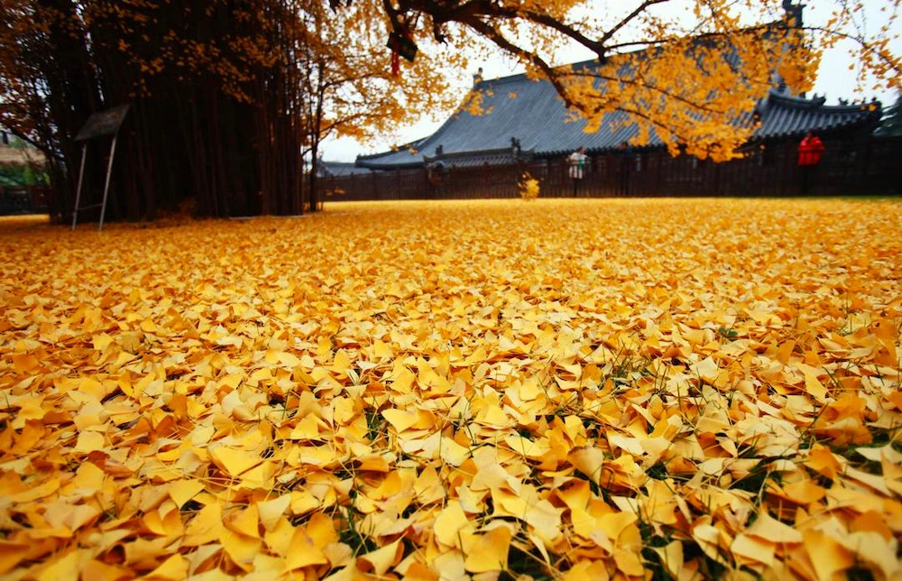 Ginko tree leaves