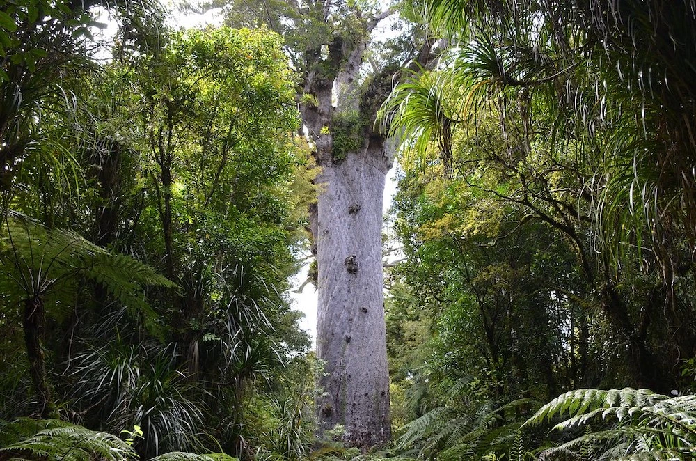 Kauri Tree in New Zealand