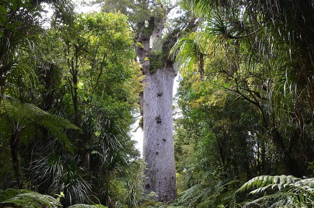 10 of the Most Unique and Cool Trees in the World