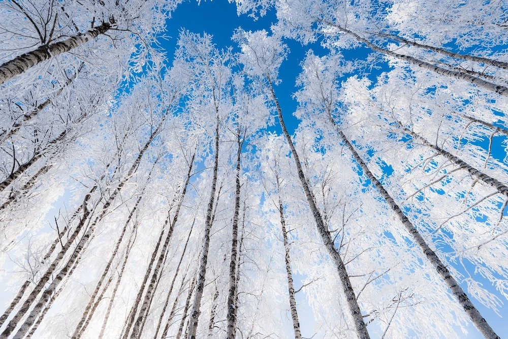 Pando Trees in the winter with snow