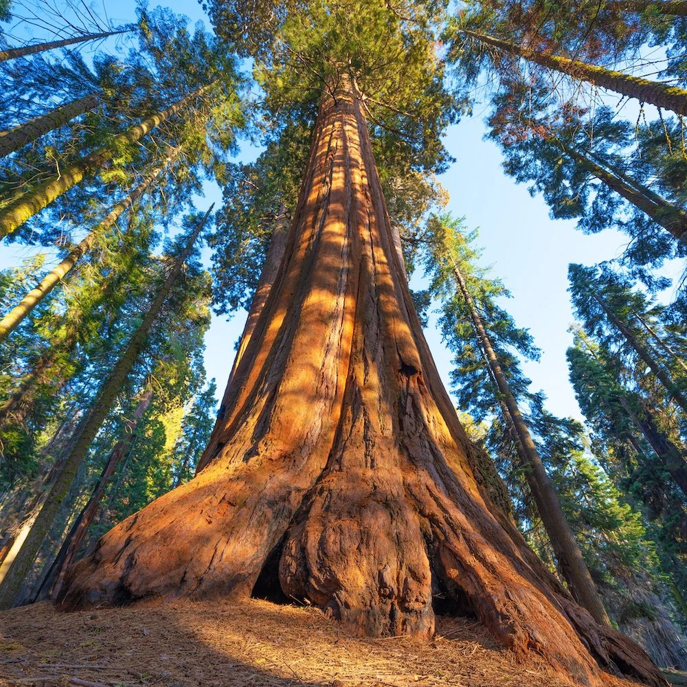 General Sherman Tree in California