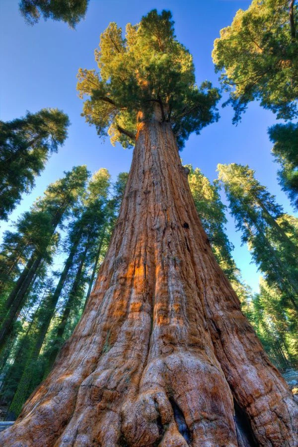 One of the bigest trees is the General Sherman Tree in California