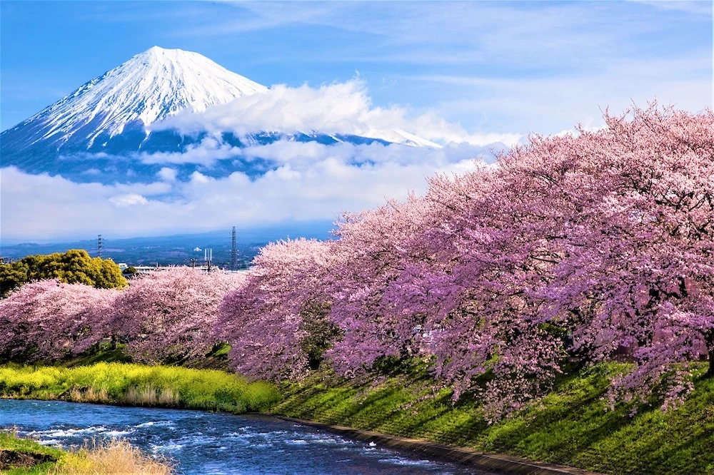 Yoshino Cherry trees near mount Fuji