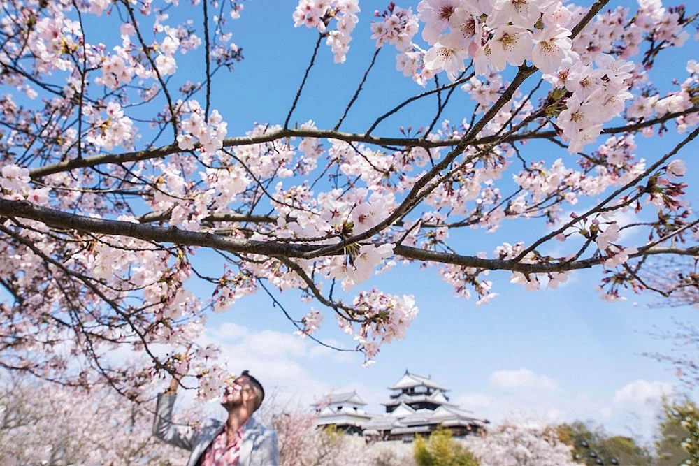Yoshino Cherry trees in Japan