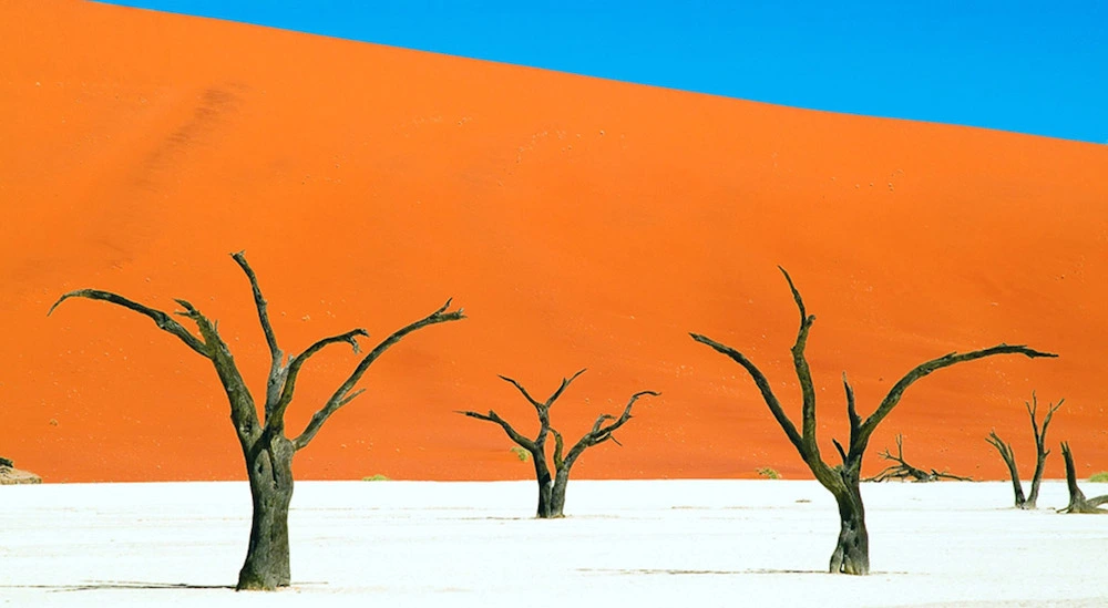 Dead Vlei Trees in Namibia