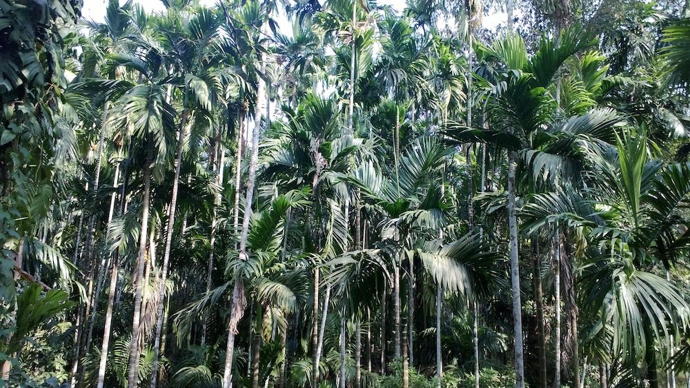 Areca palm trees in India
