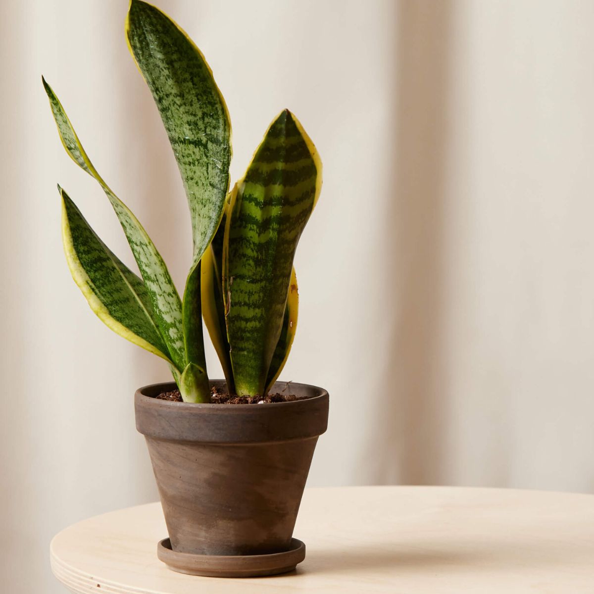 top 10 bedroom plants snake plant on Thursd