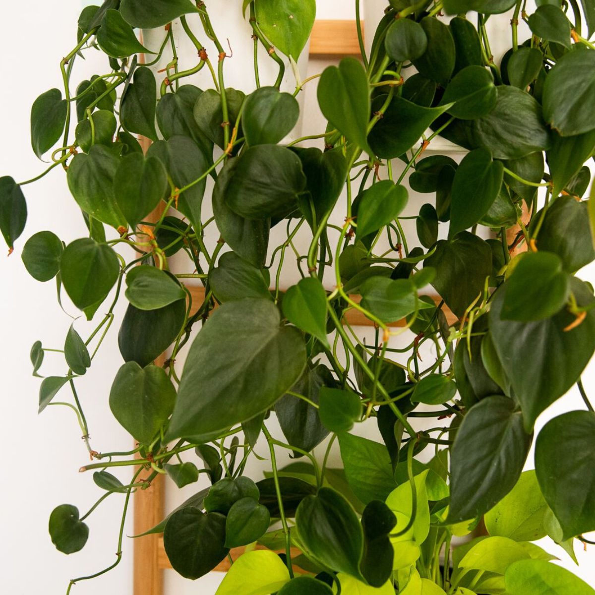 top 10 bedroom plants heart leaf philodendron on Thursd